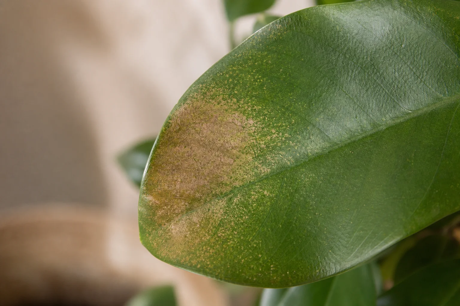 Close view of a houseplant leaf with fine yellow stippling progressing into bronze discoloration from spider-mite feeding