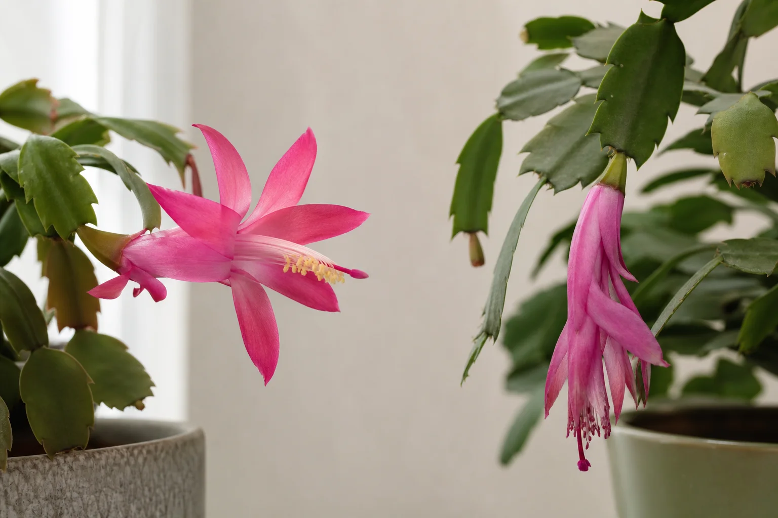 Thanksgiving cactus flower held outward with yellow anthers beside a drooping Christmas cactus flower with purplish anthers