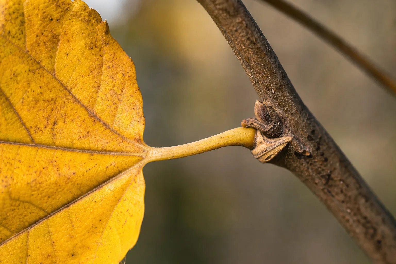 Close botanical view of an autumn leaf attached to a twig at the abscission zone