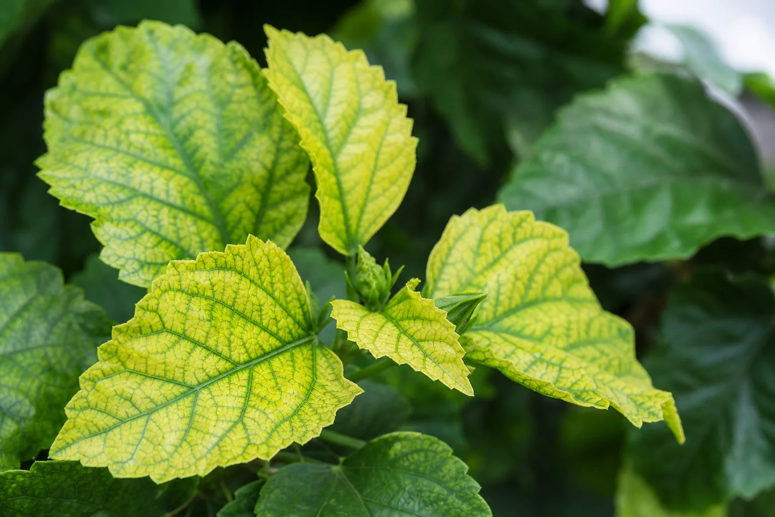Young hibiscus leaf showing yellow tissue between contrasting green veins